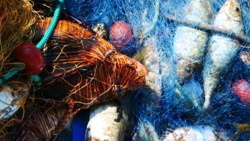 Lionfish Pterois Fishers Larnaka 2021 Crediti Ernesto Azzurro